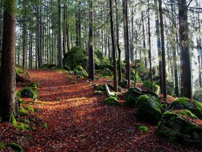 1290go-forest-10399020_1920