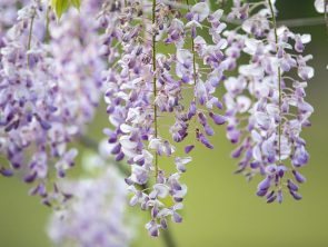 swidaalba-spring-7181766_1920