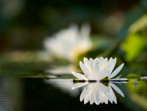 wolfgang_hasselmann-water-lily-10337857_1920